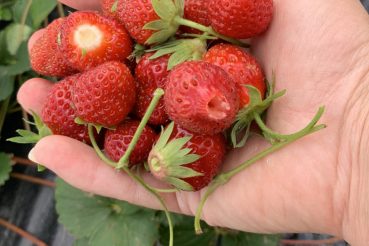 Fraises des bois