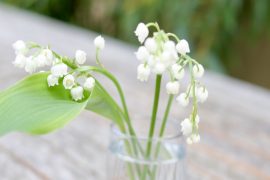 muguet 1er mai